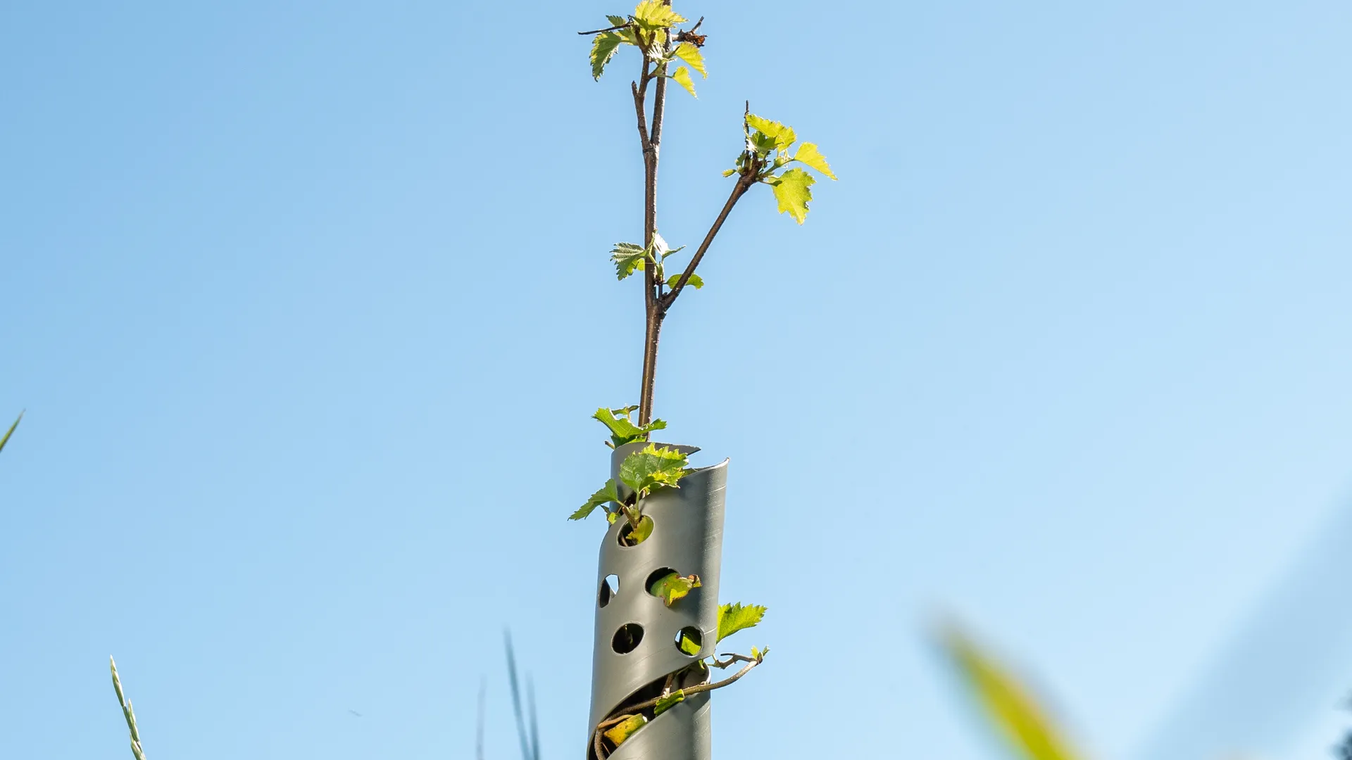 Onze TreeProtector is een spiraalvormige boomstambeschermer die bomen beschermt tegen wildvraat, knaagdieren, chemicaliën en fel zonlicht. Zonder deze bescherming kan tot wel 35% van de jonge aanplant verloren gaan!