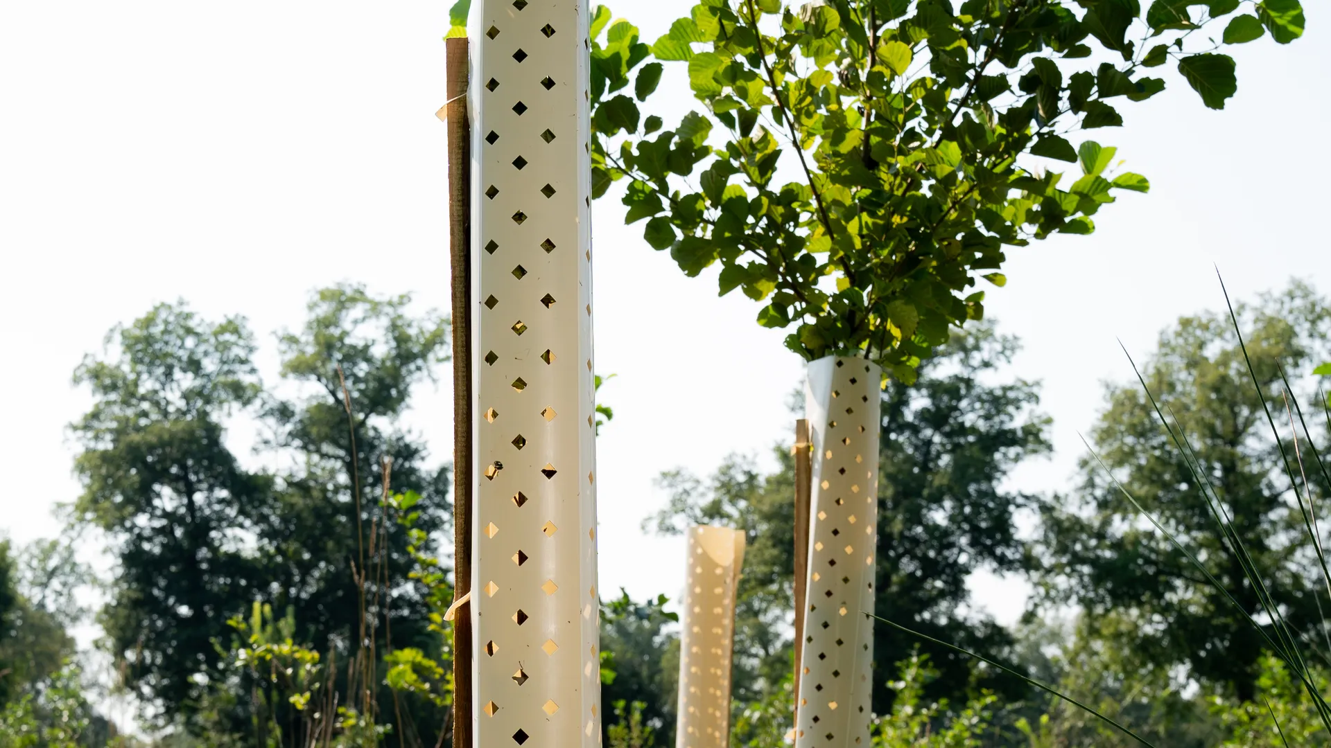 Rij jonge bomen met kunststof beschermkokers met diamantvormige openingen, geplaatst in een natuurlijke omgeving met hoog gras en bos op de achtergrond.