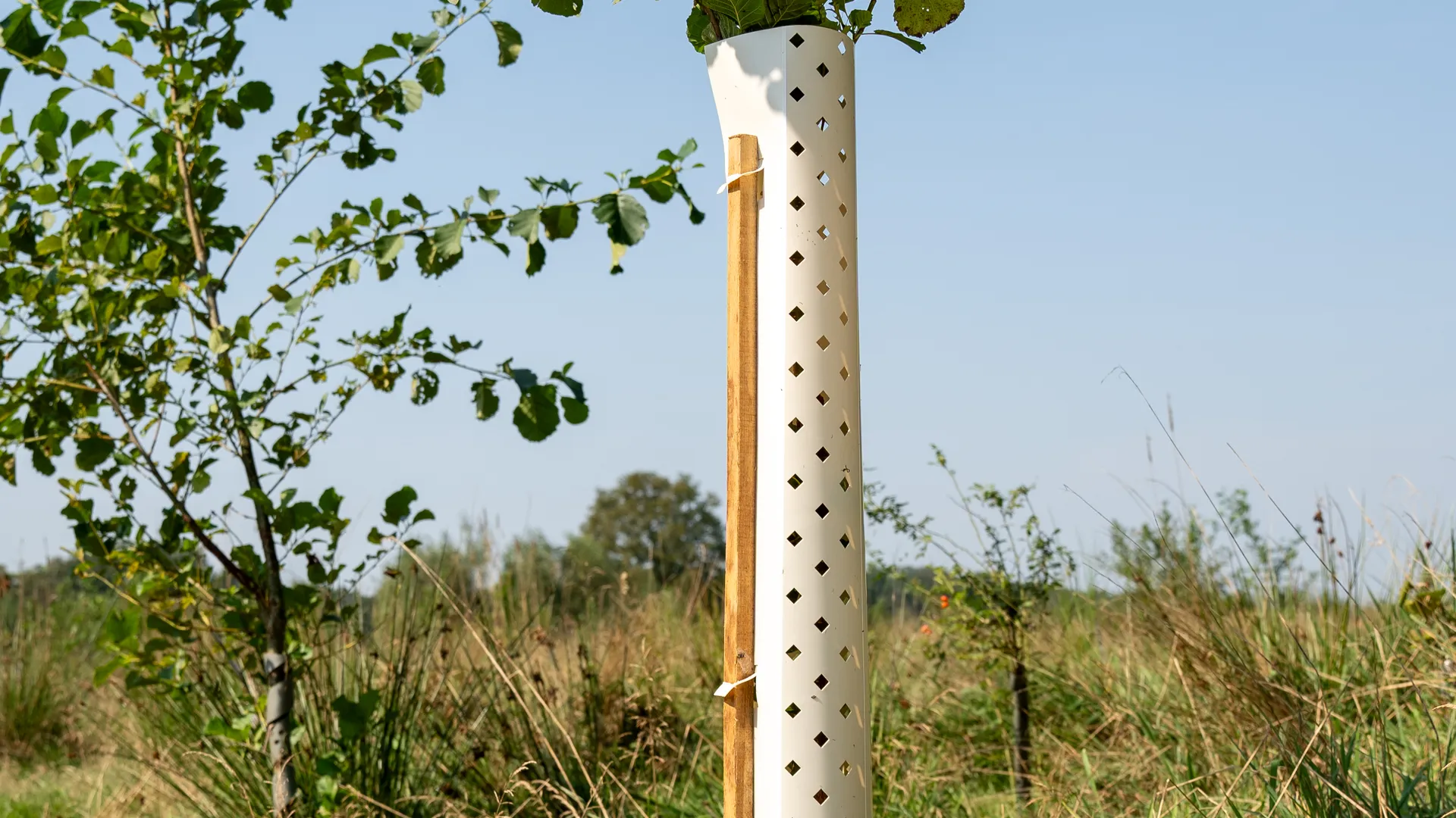 Jonge boom in een witte, geperforeerde boombeschermer met houten steun, geplaatst in een grasrijke omgeving onder een blauwe lucht.